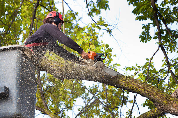 Best Tree Clearing Services  in Sudley, VA